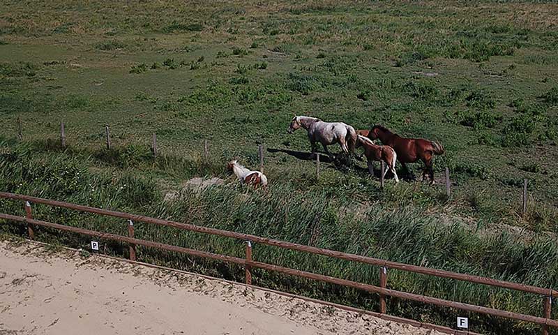 Centre équestre en Camargue